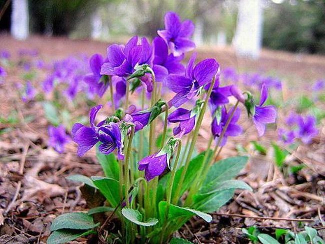 紫花地丁食用方法是什么呢 紫花地丁的功效与作用及食用方法
