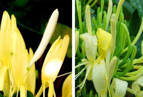 山银花与金银花的区别 山银花与金银花的区别图片