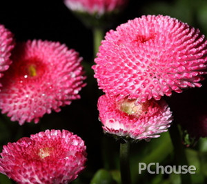 菊花的养护方法 菊花的养护方法和用量