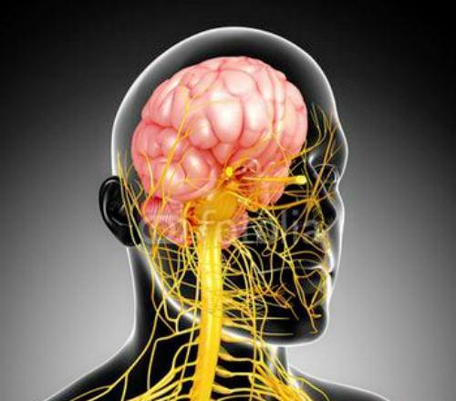 神经系统的功能 周围神经系统的功能