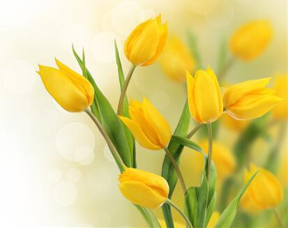 郁金香的种植方法 郁金香的种植方法和养护方法