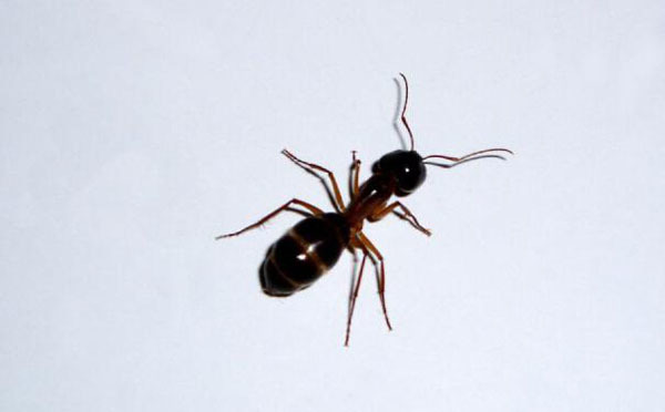 家里有蚂蚁怎么办（家里有蚂蚁怎么办蚂蚁最怕什么）