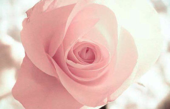 了解粉玫瑰花语，表达你真正的心意 了解粉玫瑰花语,表达你真正的心意是什么