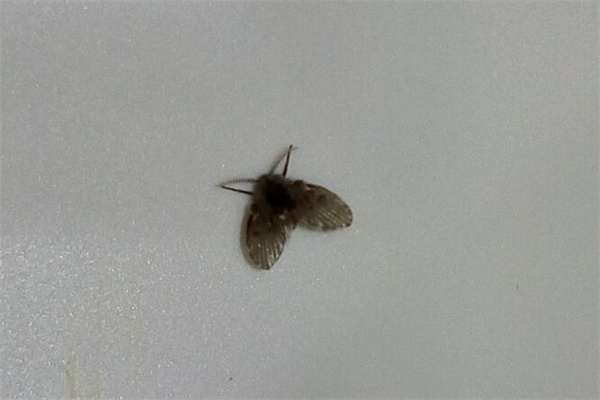 家里很干净为什么有小飞虫 家里很干净为什么会有小虫子