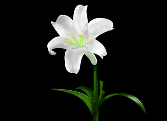 百合花的花语，表达*衷心的祝福 百合花的祝福语有哪些