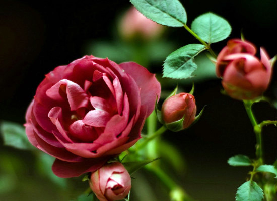你知道野蔷薇的花语有哪些吗 你知道野蔷薇的花语有哪些吗英文