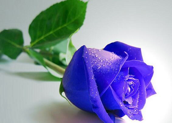 紫玫瑰花语羽传说，凄美而动人 紫玫瑰寓意和象征意义