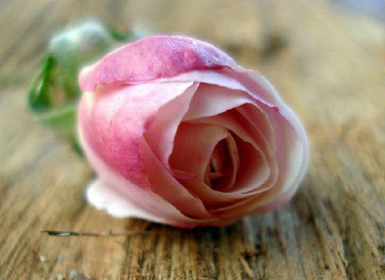 粉色玫瑰的花语代表对你特别的关怀（粉色玫瑰的花语代表对你特别的关怀是什么）