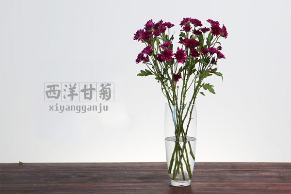 适合装饰房间的简单插花 装饰房间的花卉