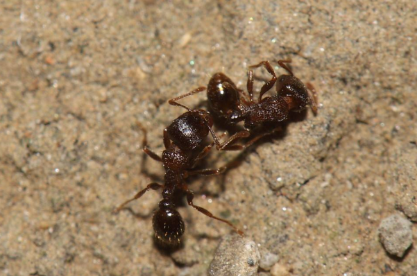 家里有蚂蚁是什么原因 高层家里有蚂蚁是什么原因