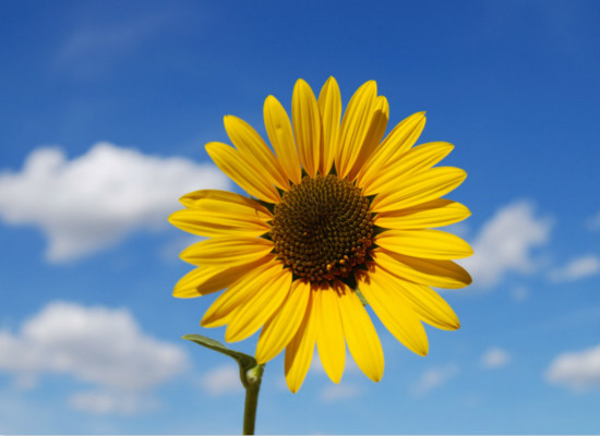 太阳花的花语是什么，你都造吗？
