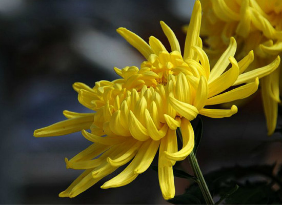 你知道黄菊花的作用有哪些么？