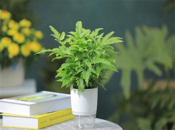 卧室净化空气*的绿植 净化空气*强植物排行 室内净化空气植物排行