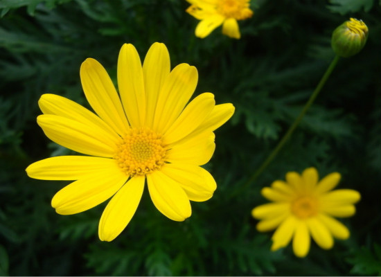 你知道黄菊花的作用有哪些么？
