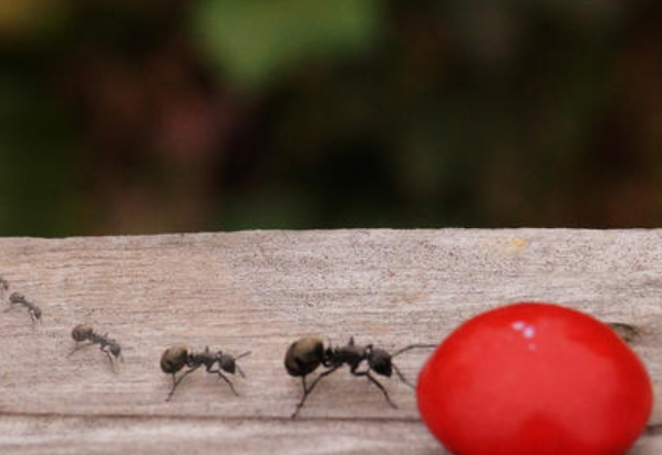 家里有蚂蚁是什么原因 家里有蚂蚁是什么征兆 家里有蚂蚁怎么办能根除