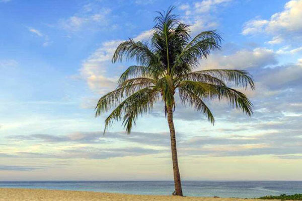 仿真椰子树的好处有哪些 其特征具体如何