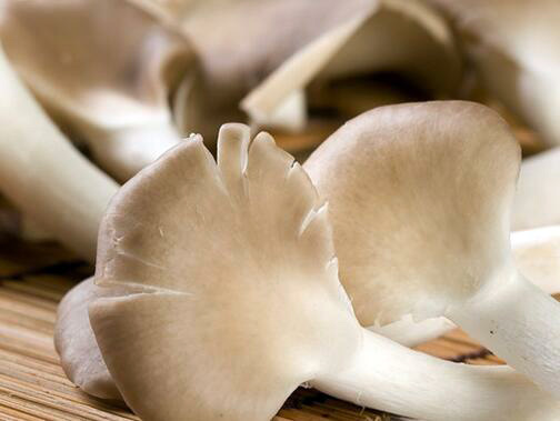 主妇必看！美味凤尾菇菜式制作方法 凤尾蘑菇做法大全图解