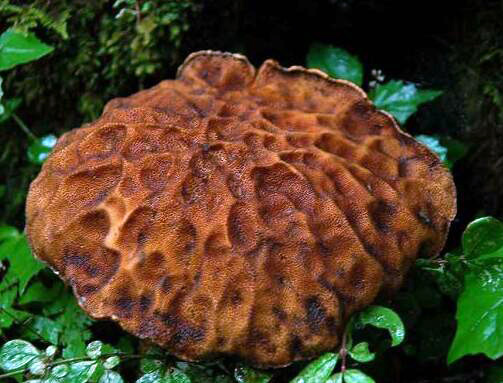 食用牛肚菌 牛肚菌食用方法