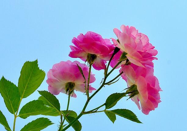 蔷薇花语美而丰富 蔷薇花语美而丰富什么意思