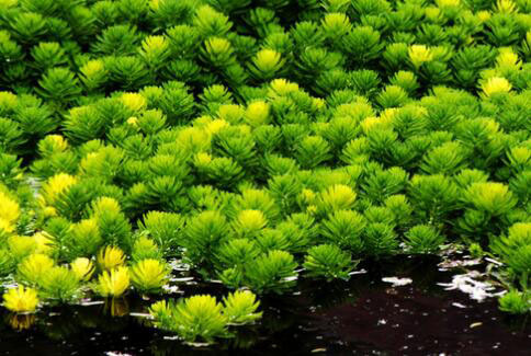 金鱼藻：人工养殖鱼缸造景的点睛之笔