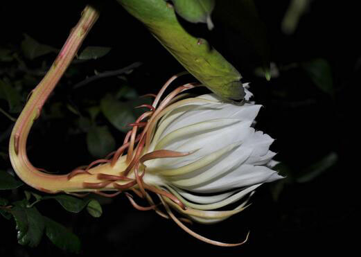 昙花一现（昙花一现是什么意思）