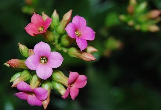 长春花花语是什么 长春花的花语是什么?