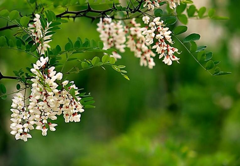 种植槐花树  财源滚滚来