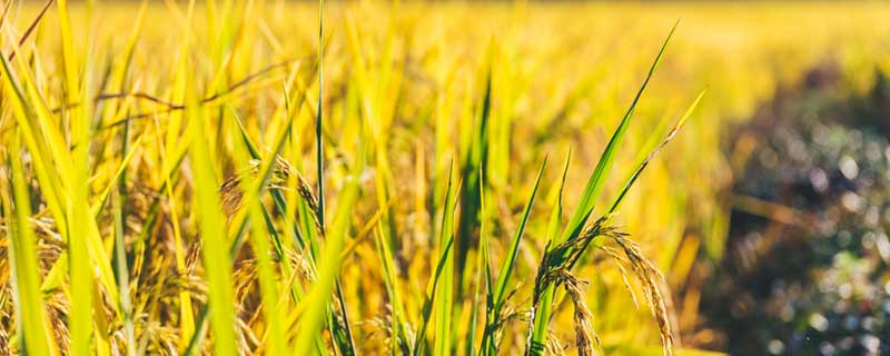 水稻正确施肥方法 水稻正确施肥方法什么叫前轻,中重