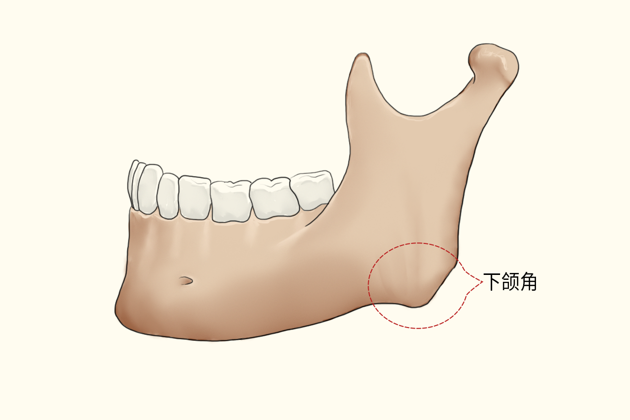 标准的下颌角图片 下颌角图解