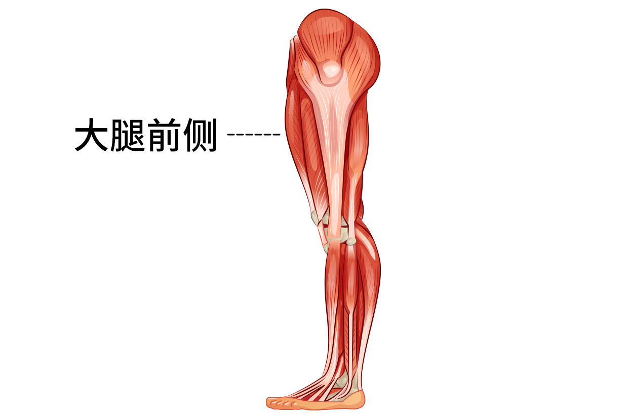 大腿前侧位置图 大腿后侧位置图