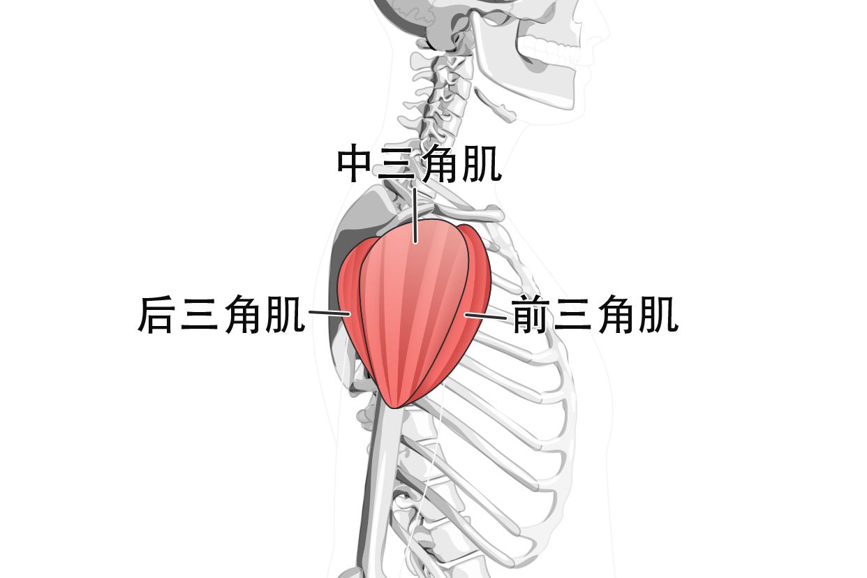 三角肌外侧在哪个位置图片 三角肌前部的位置