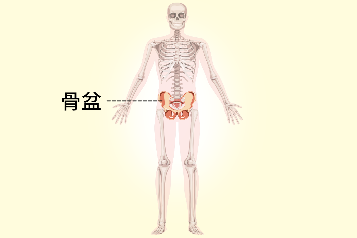 骨盆位置图片（骨盆位置图片示意图）