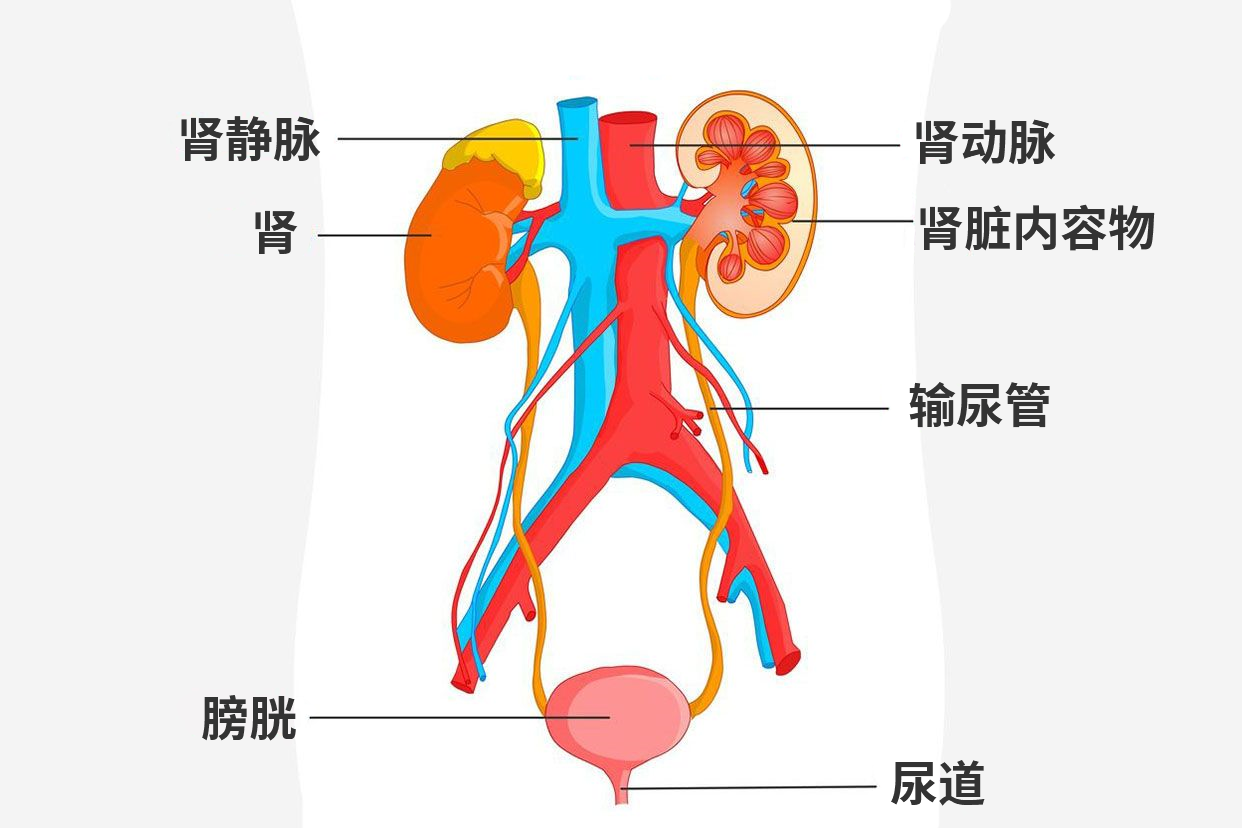 泌尿系统解剖图手绘（泌尿系统解剖图手绘版）