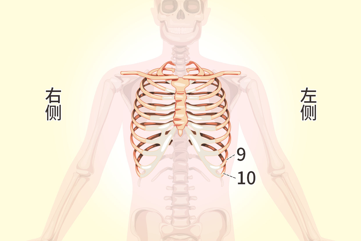 左侧第九第十肋骨图片位置图 右边第九根肋骨的位置的图片