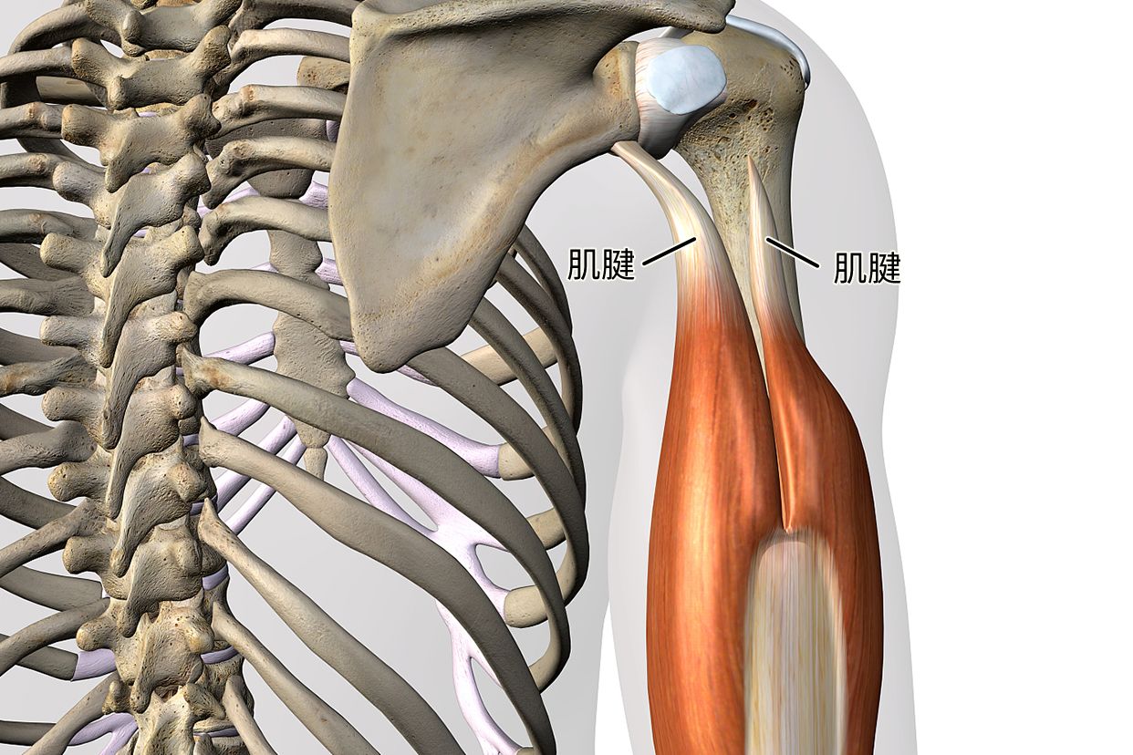 肱骨联合肌腱组成图