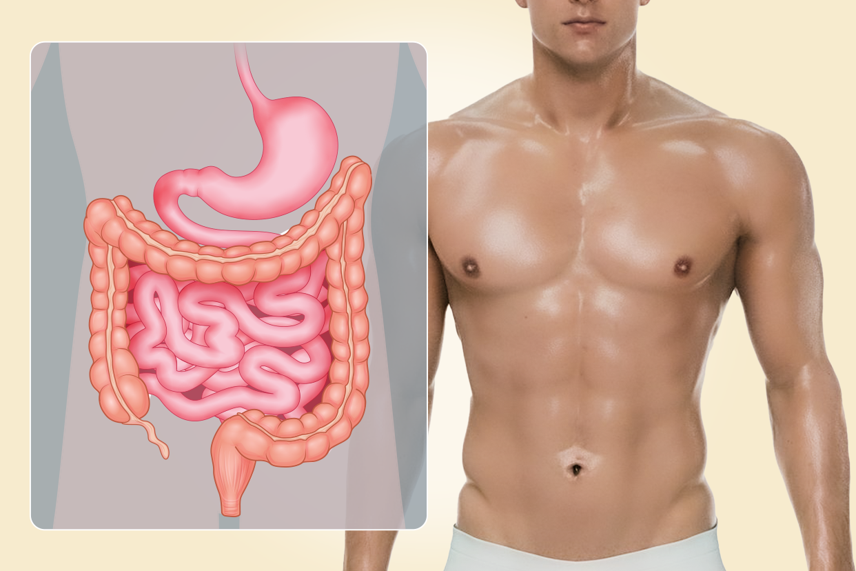男性肠胃图（男性肠胃结构图）
