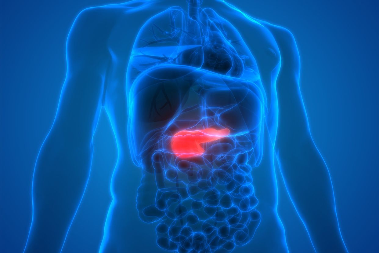胰腺在腹中的位置图 胰腺在腹中的位置图示