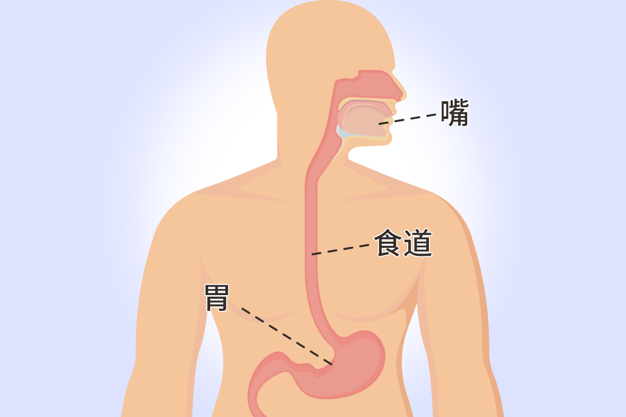 从嘴到胃的内部连接图（嘴巴到胃的器官图）