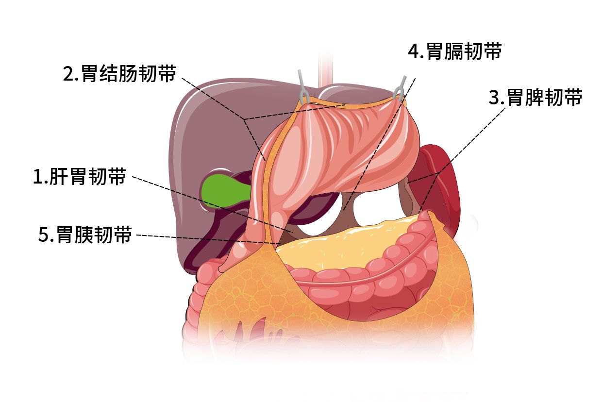 胃的五个韧带解剖图（胃部韧带图）