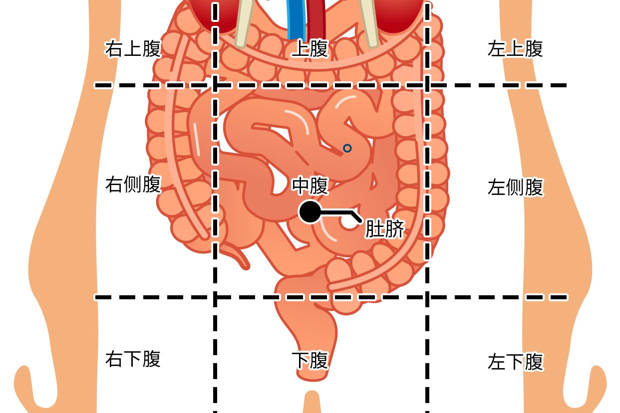 肚脐右下方是什么部位图（肚脐右下方是什么部位图片）