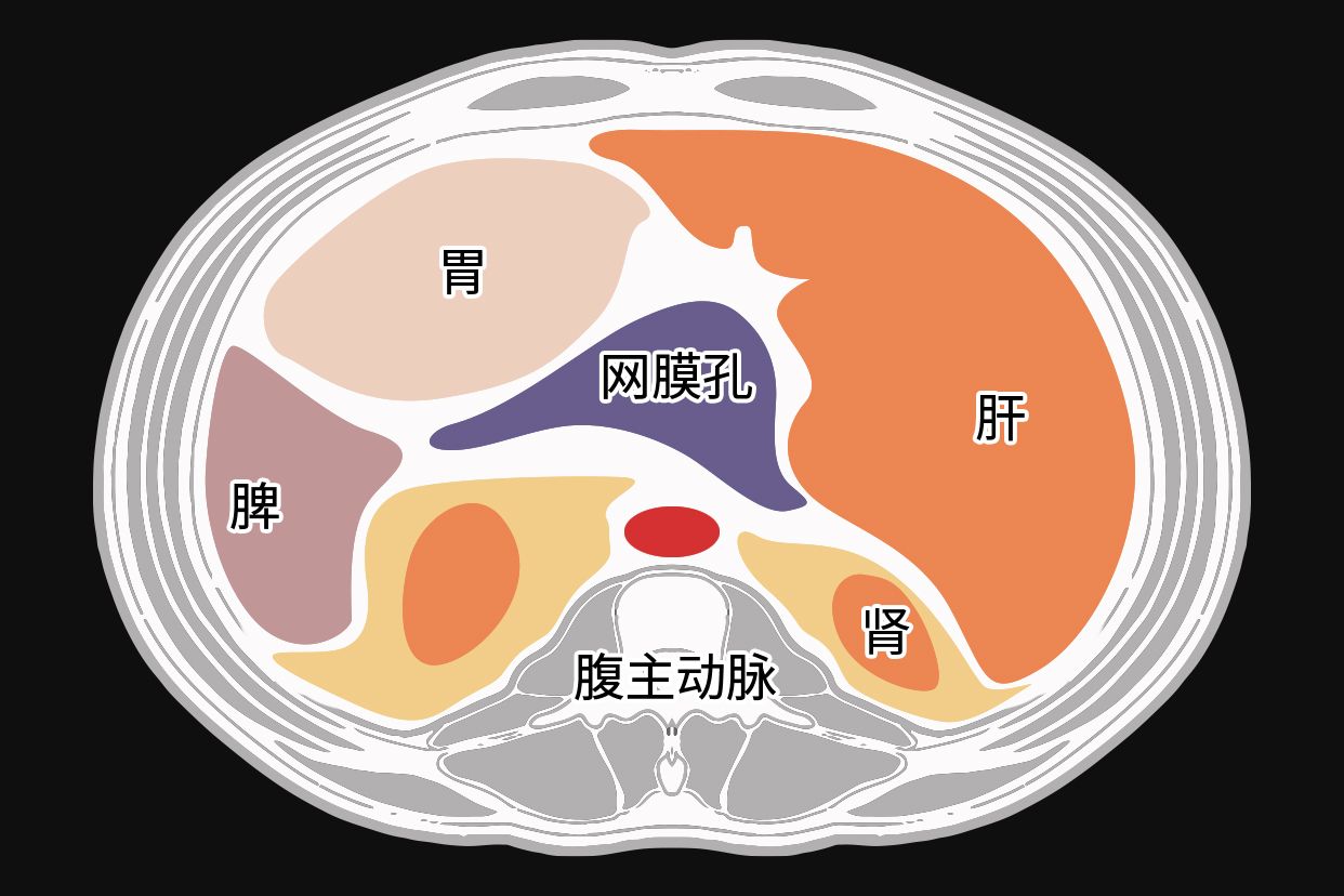 腹膜和腹膜腔的区别图表（腹膜和腹膜腔的概念）