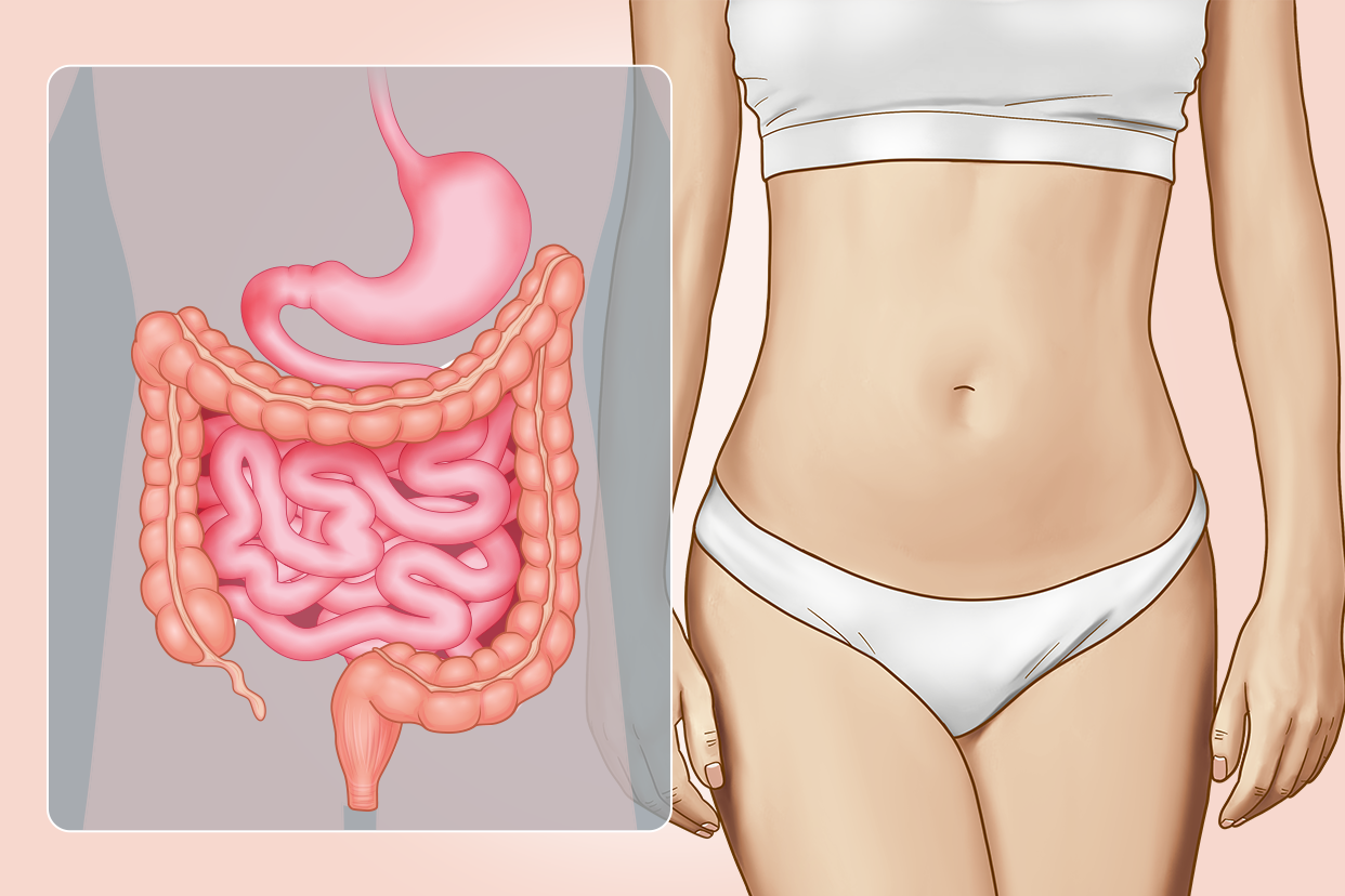 女性肠胃图片 肠胃图片大全高清图片