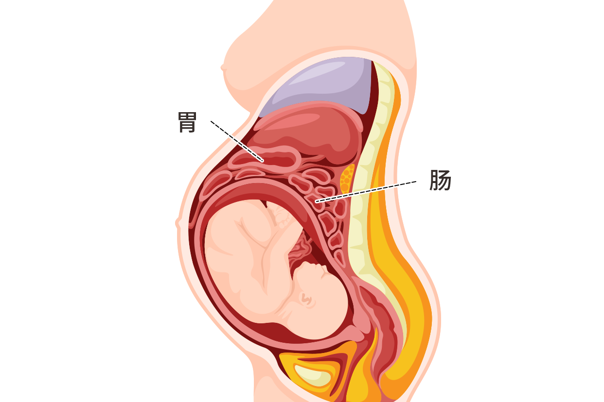 孕妇被挤压的肠胃图片（孕妇被挤压的肠胃图片大全）