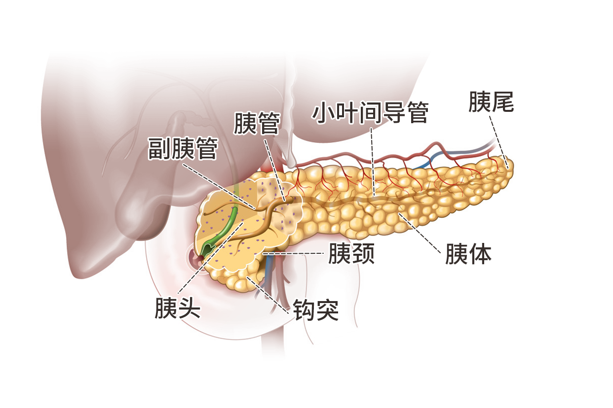 胰腺结构示意图 胰腺的结构图