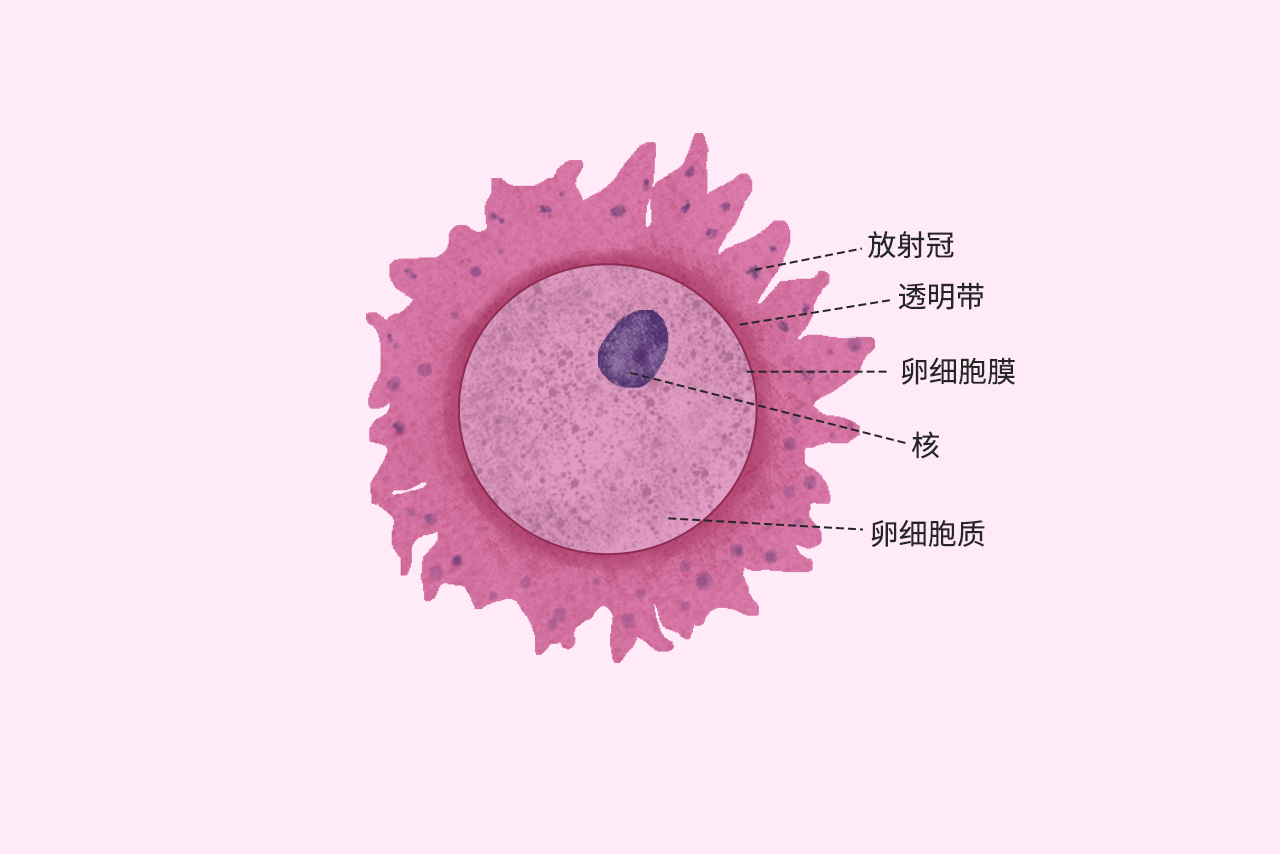 卵细胞结构图（卵细胞的结构图）