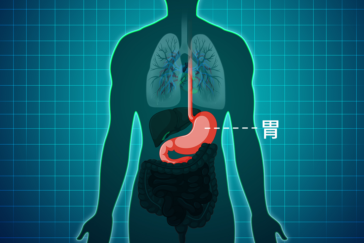 胃长在身体哪里图片