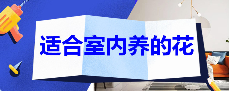 适合室内养的花 无毒适合室内养的花