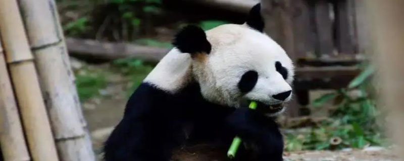 大熊猫有趣的地方在哪里 大熊猫有趣在哪里?