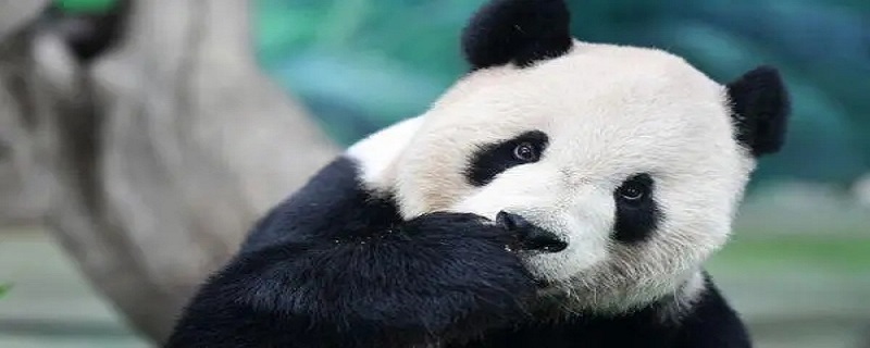 大熊猫类别有哪些 大熊猫类别有哪些种类