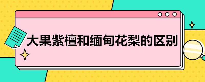 大果紫檀和缅甸花梨的区别